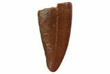 Bargain, Raptor Tooth - Real Dinosaur Tooth #135184-1